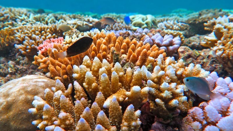 Great Barrier Reef, Australia