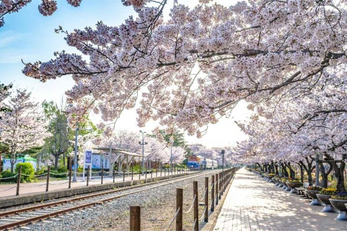 South Korea Cherry Blossoms 2026