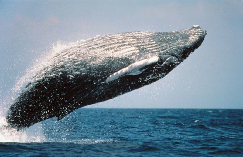 humpback whale sighting