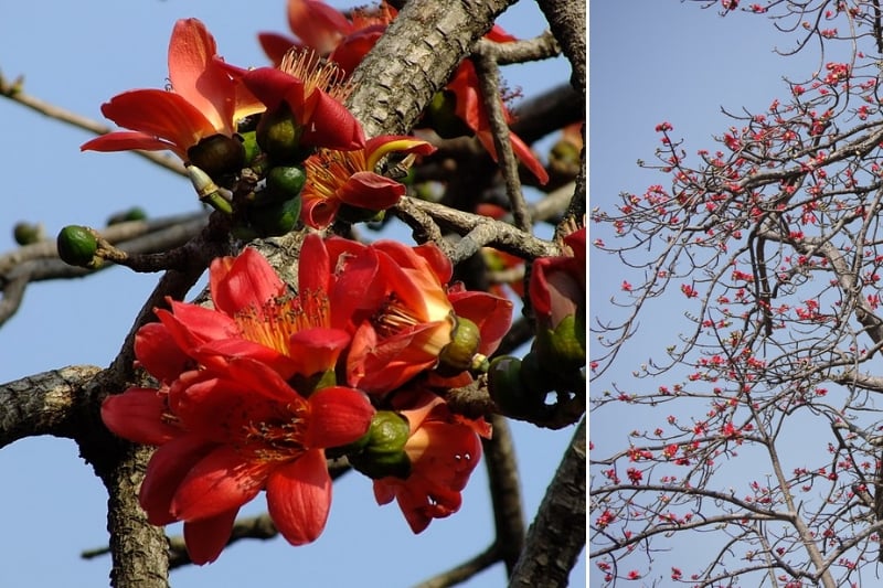 7 Philippine Native Trees You Need On Your Instagram Feed
