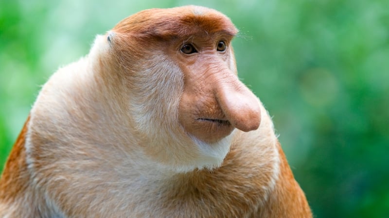 proboscis monkey