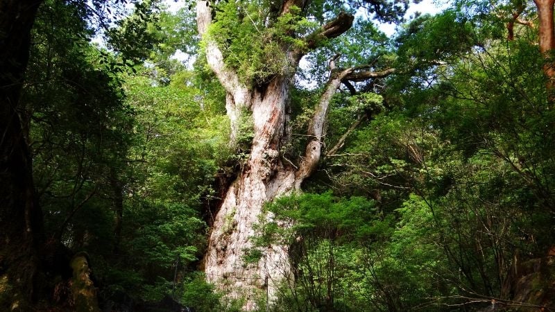 Ykushima Jomon Sugi