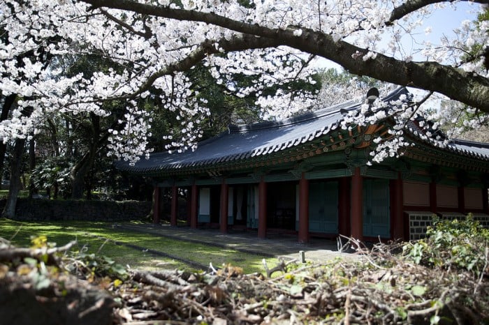 korea cherry blossoms