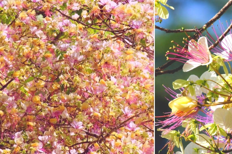 PHILIPPINE NATIVE TREES