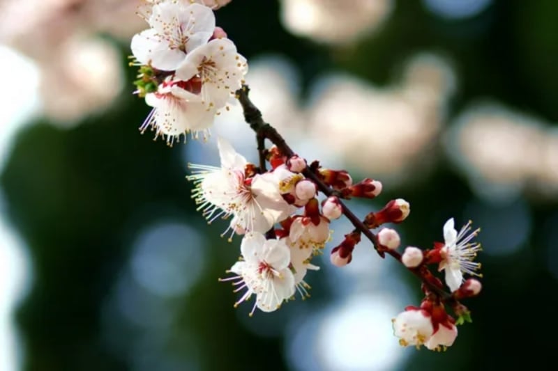 cherry blossoms in China
