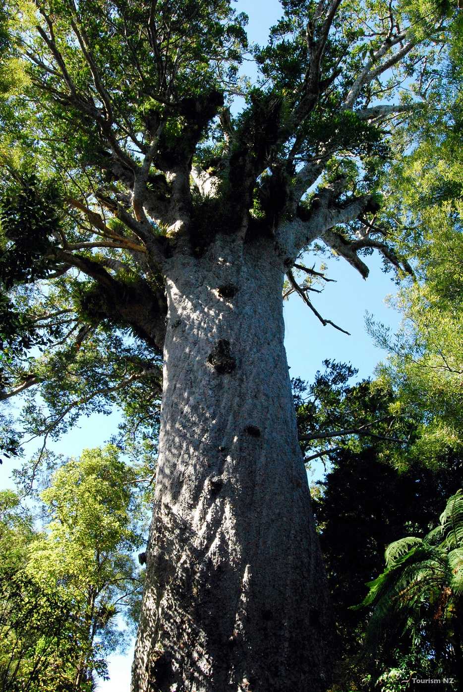 Tane Mahuta