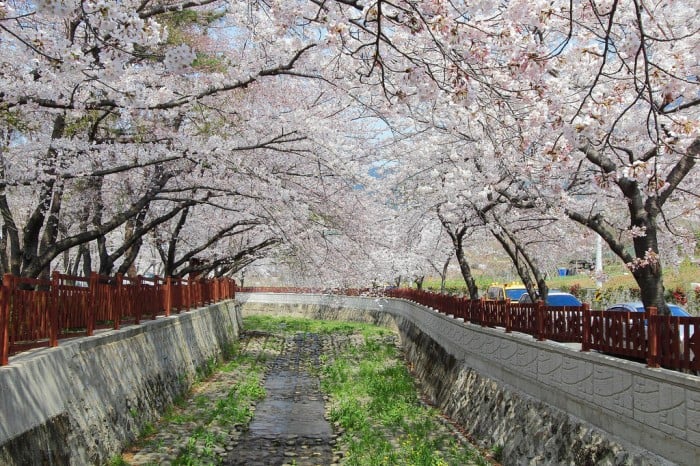 korea cherry blossoms