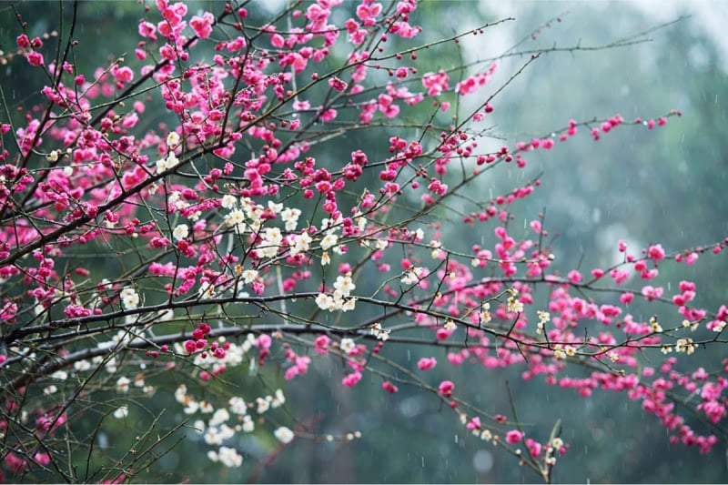 cherry blossoms in China