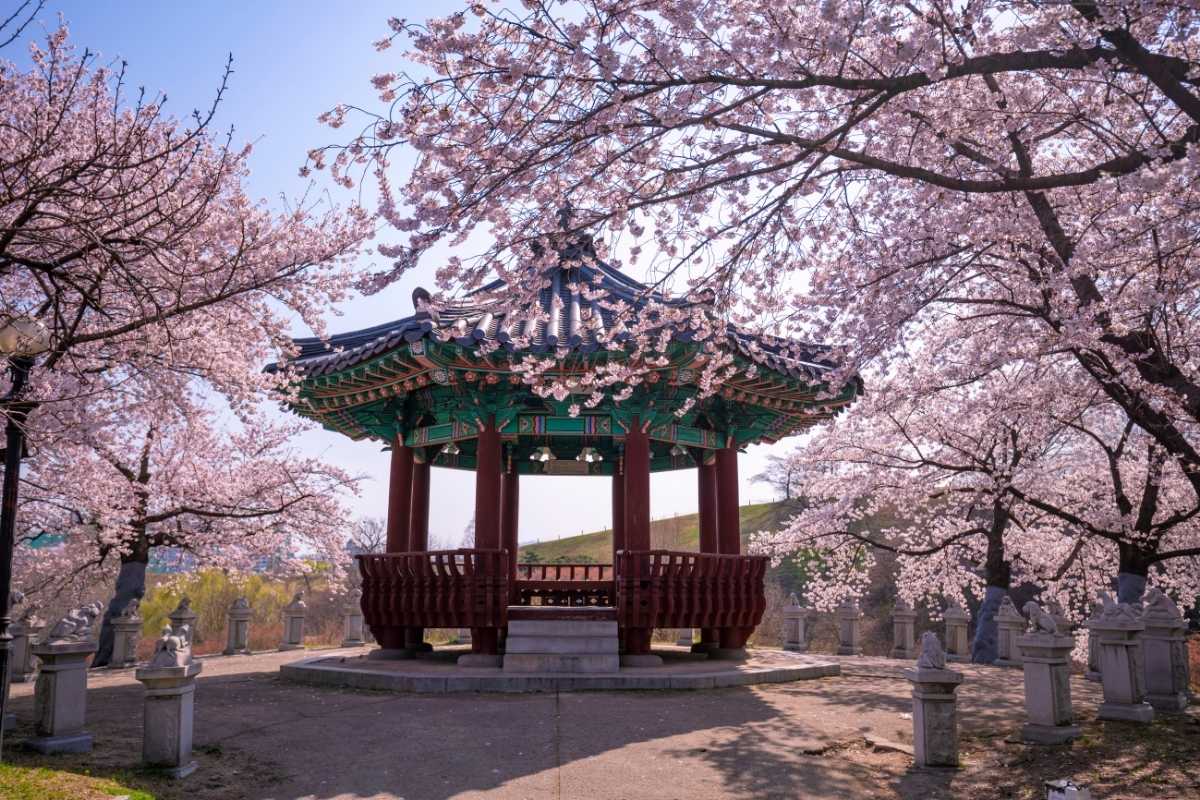 South Korea Cherry Blossoms 2026