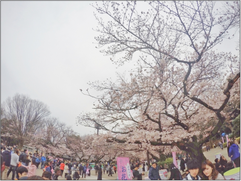 japan cherry blossoms