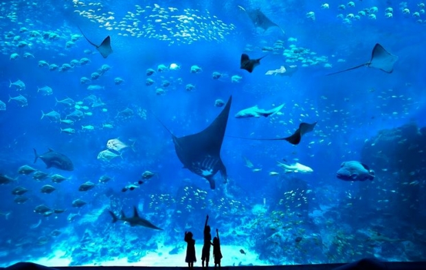 S.E.A. Aquarium at SGD40 for HSBC Cardholders