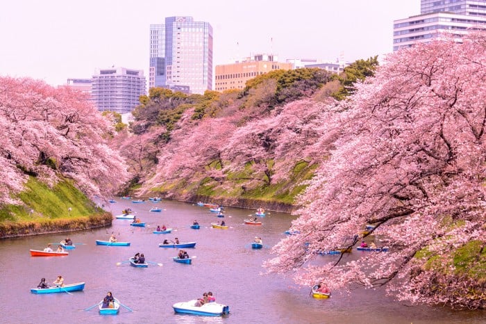 「japan cherry blossom 2017」的圖片搜尋結果