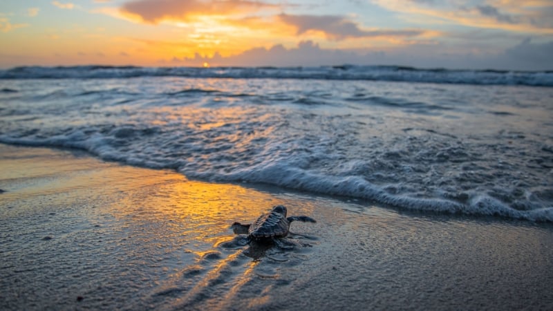 turtle on the beach