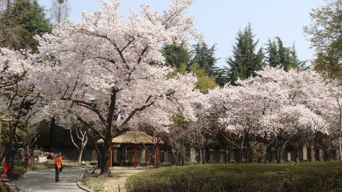 korea cherry blossoms