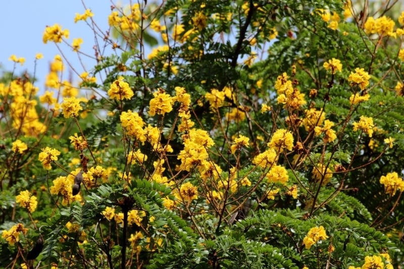 PHILIPPINE NATIVE TREES