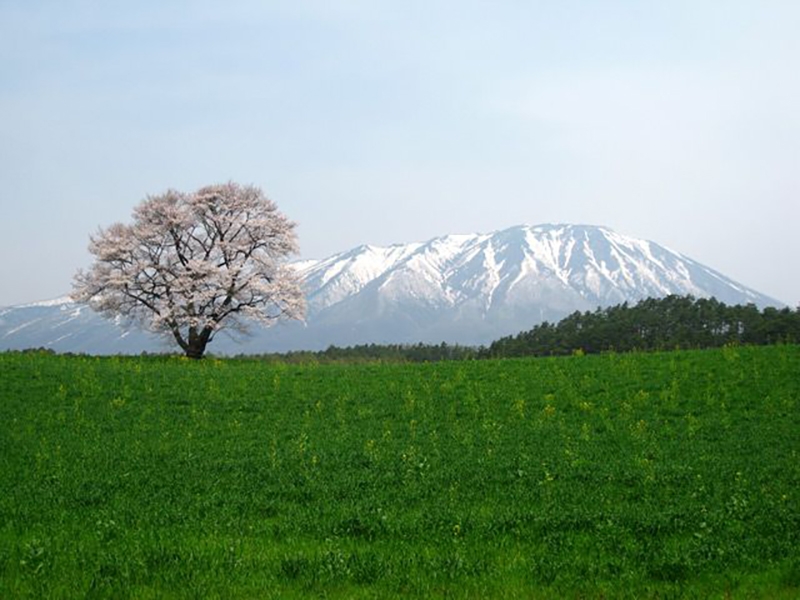 tohoku koiwai farm