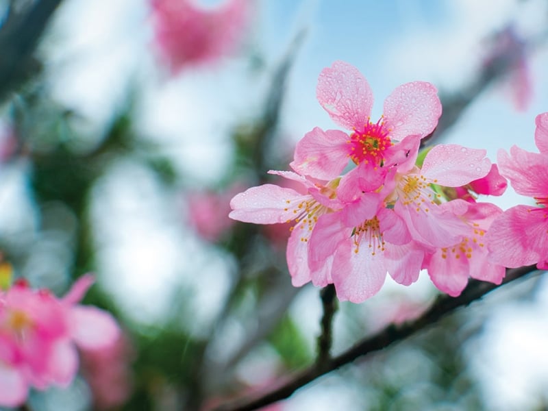 cherry blossom hong kong