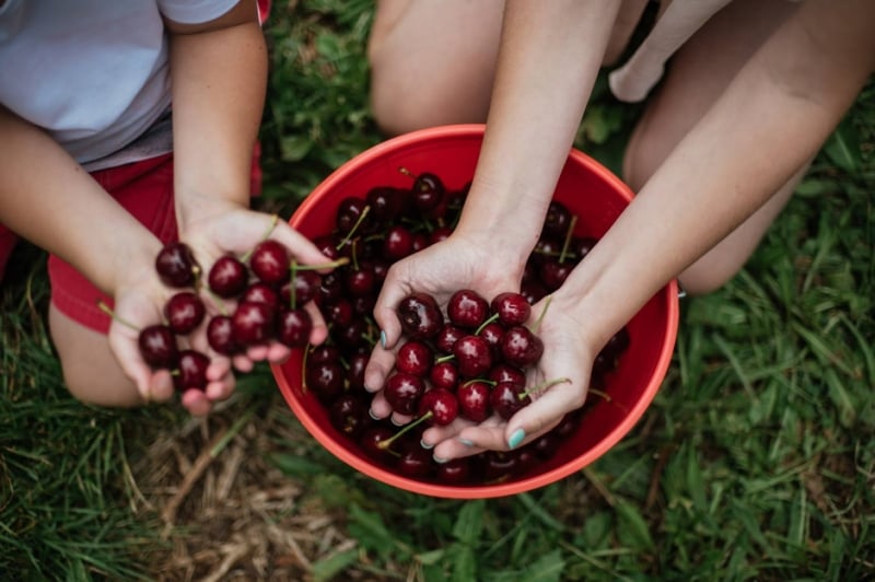 CHERRY PICKING AT CHERRYHILL ORCHARDS