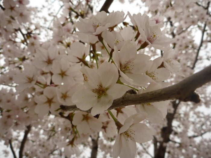 korea cherry blossoms