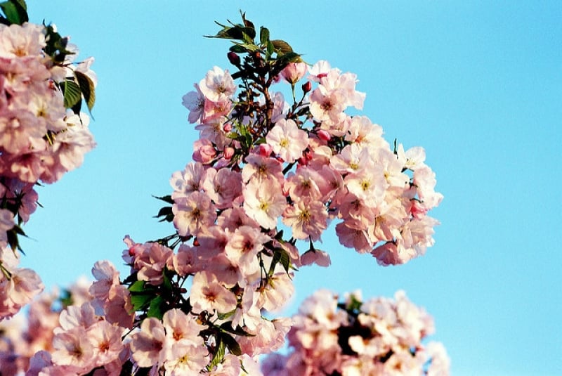 japan cherry blossom 2019 forecast