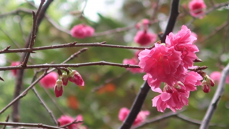 cherry blossom hong kong