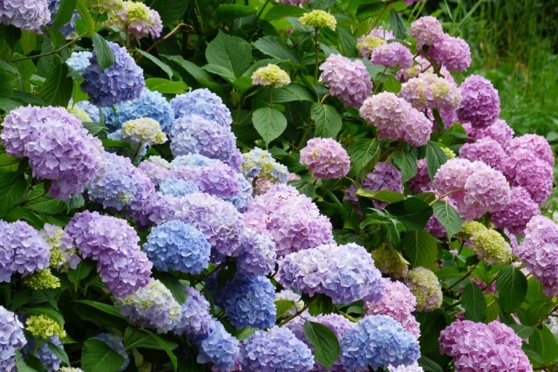 ajisai japan
