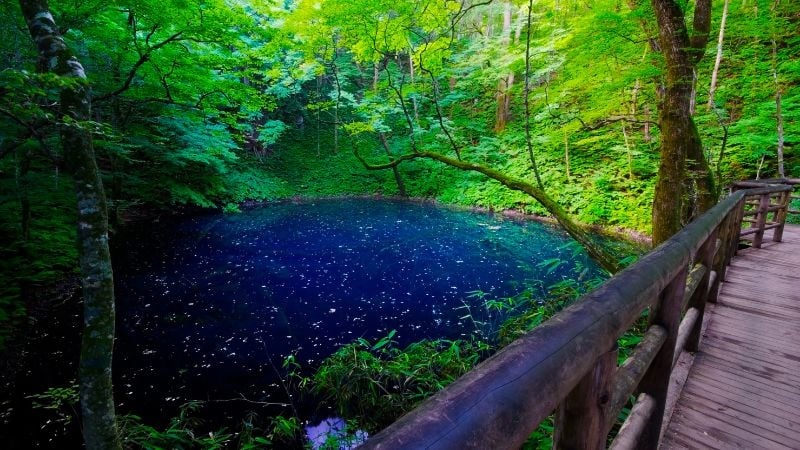 Shirakami‑Sanchi