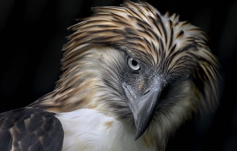 philippine eagle fun facts