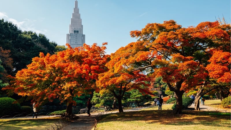 a park in shinjuku in the autumn