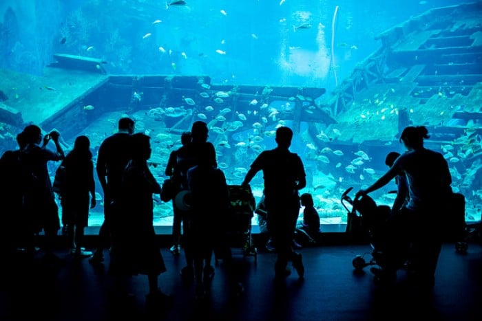 sentosa SEA aquarium