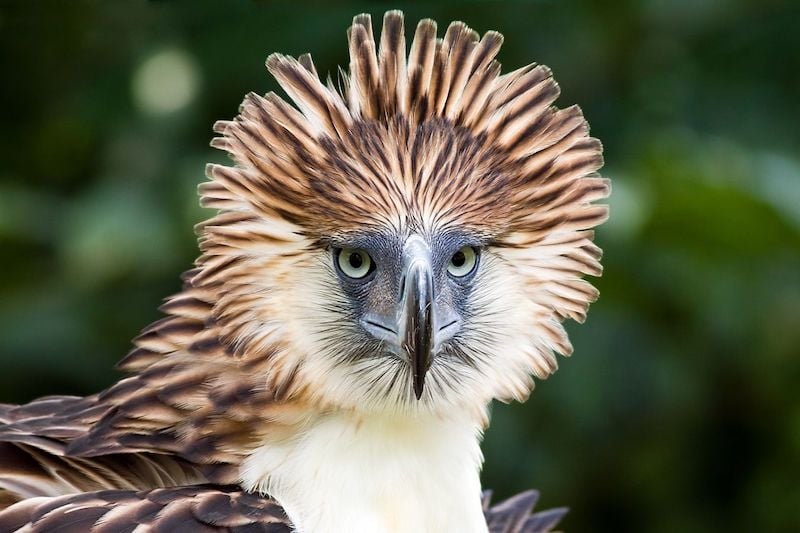 philippine eagle flying hd