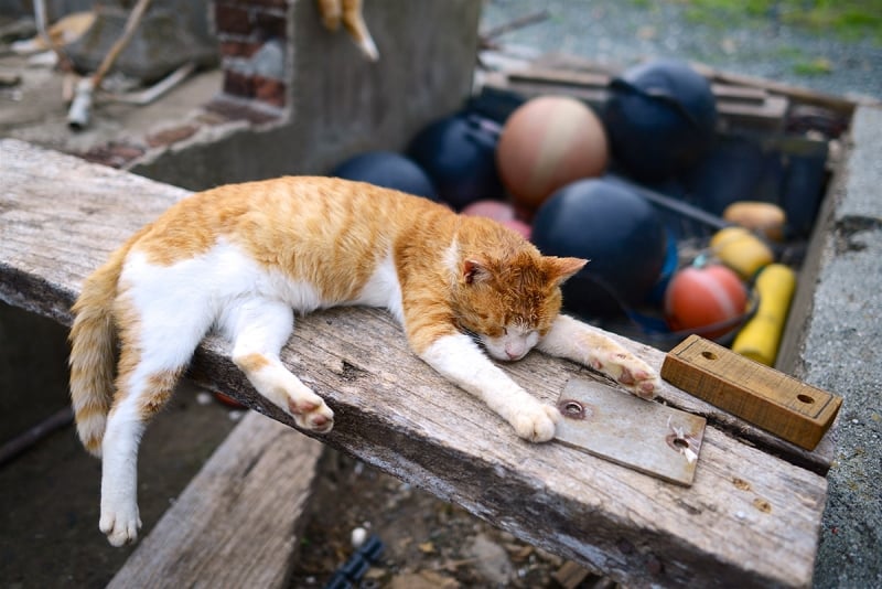 japan cat island