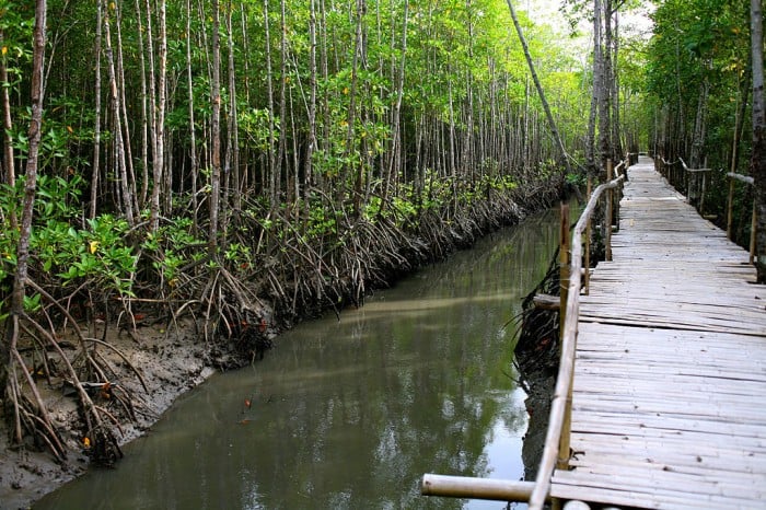 Bakhawan Eco Park