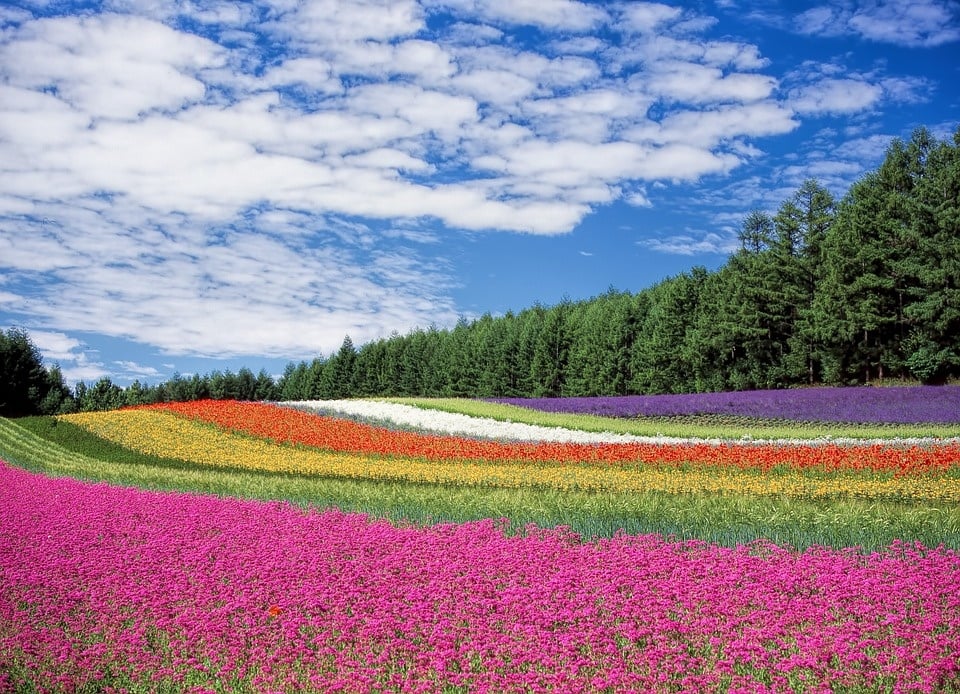 flower blooms asia