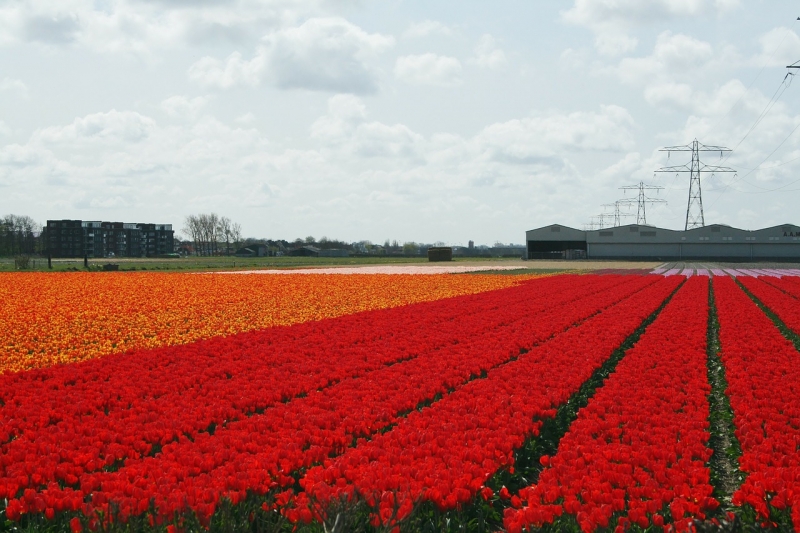 world's best flower fields