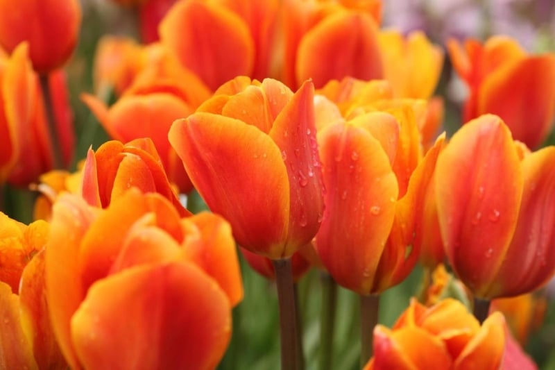 tesselaar flower farm tulips