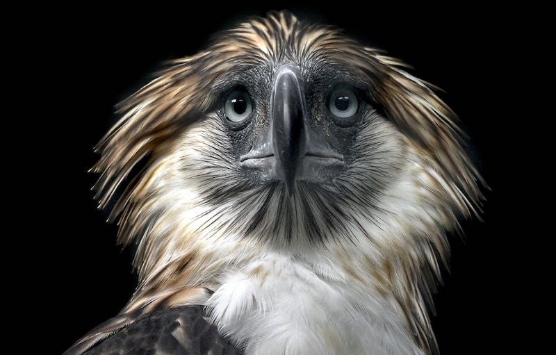 philippine eagle wallpaper desktop