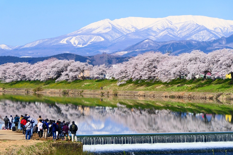 japan sakura trees