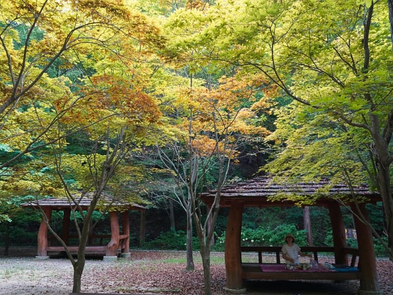 Daejeon forest, autumn 