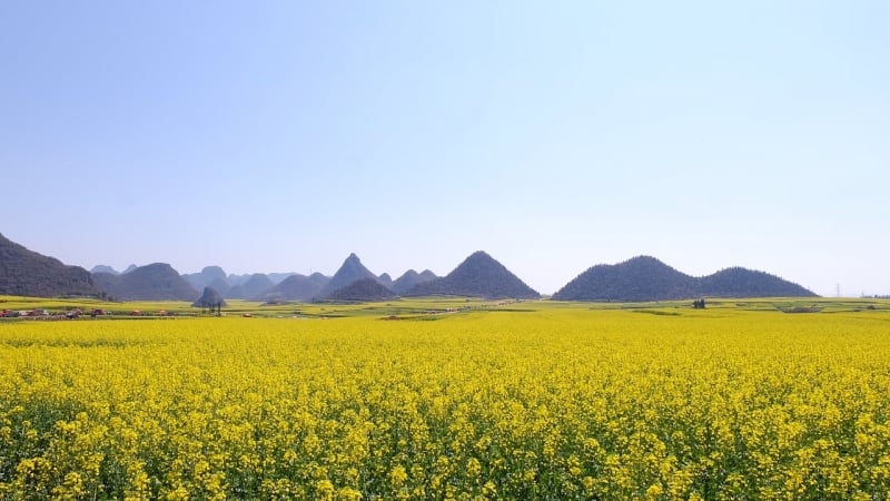 best flower fields