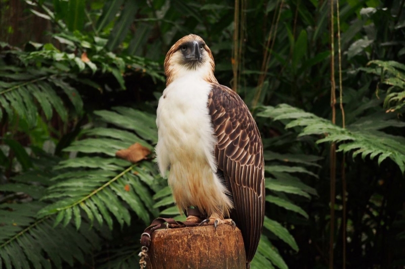 Philippine eagle in Davao