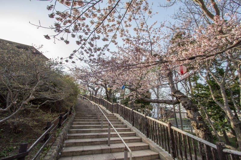 sakura season in hokkaido