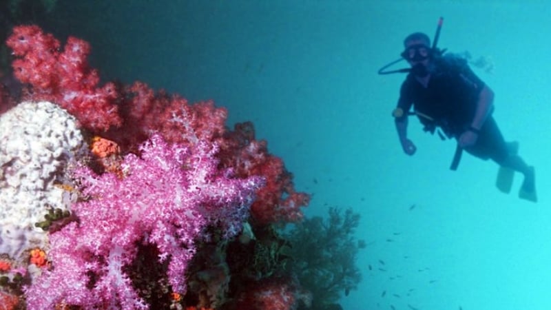 coral reef at pulau sibu / sibu island