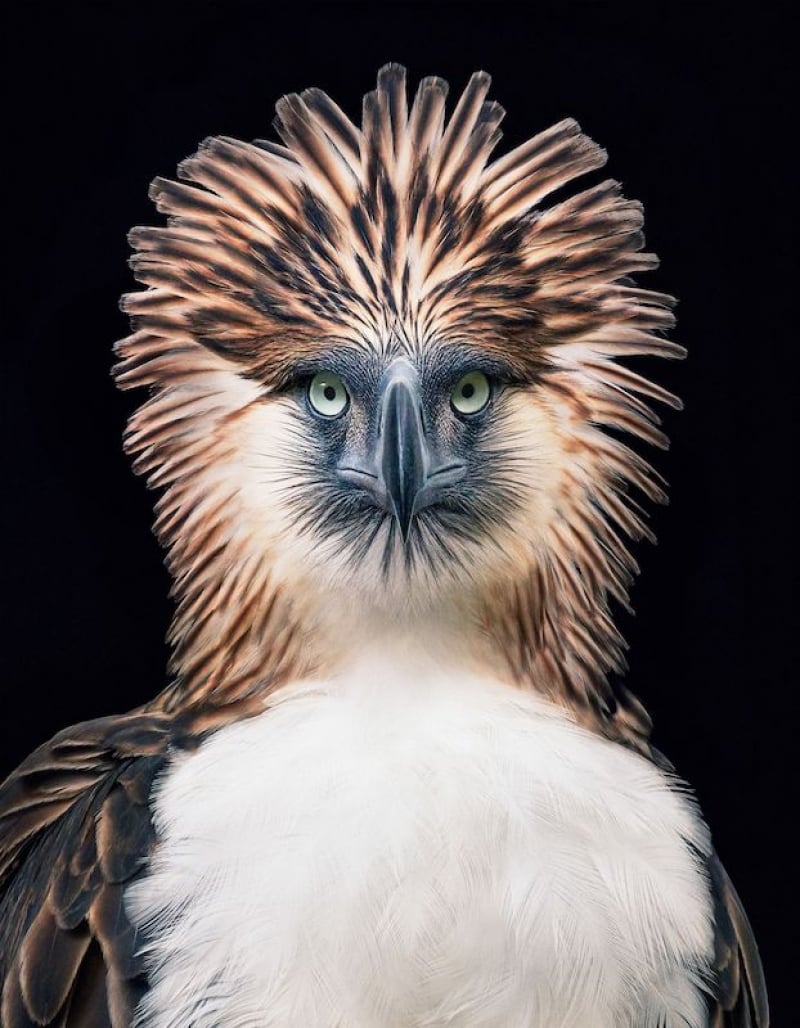 philippine eagle wingspan