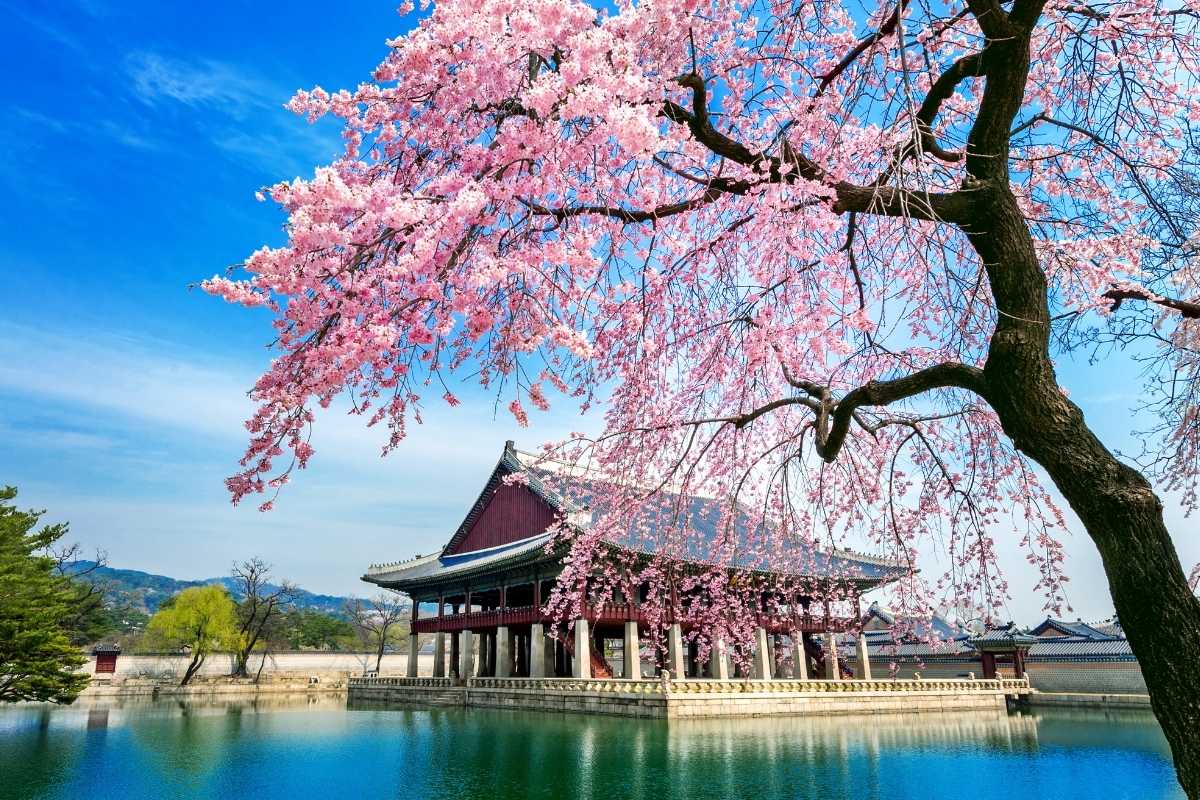 South Korea Cherry Blossoms 2026