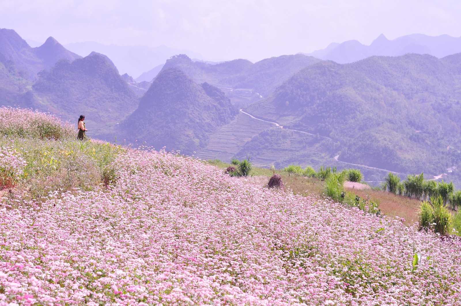 Stunning Flower Blooms & Where to See Them in Asia