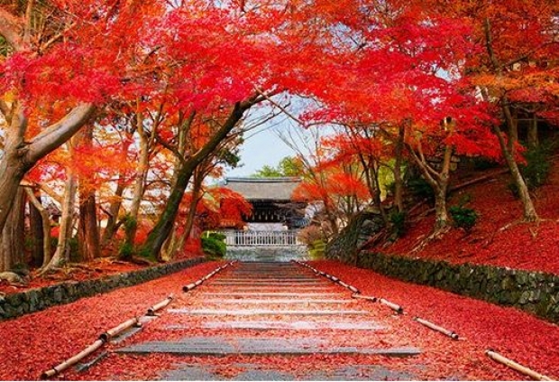 Indulge in the View of Japan with All Nippon Airways