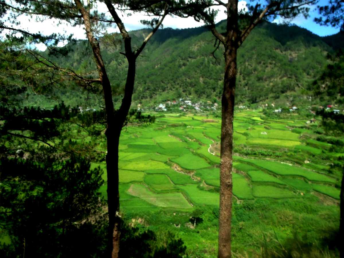 Sagada Rice Terraces