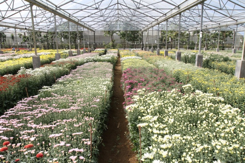 Flower Farm Tagaytay Entrance Fee 2019