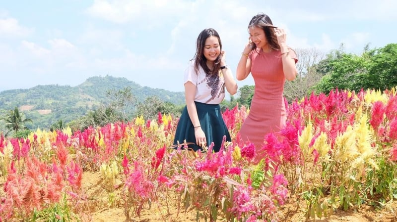 Sirao Flower Farm is one of the flower fields in the Philippines